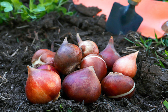 Pavasarī sīpolus stāda, tiklīdz augsne ir apstrādājama. Pavasarī sīpolus stāda, tiklīdz augsne ir apstrādājama.