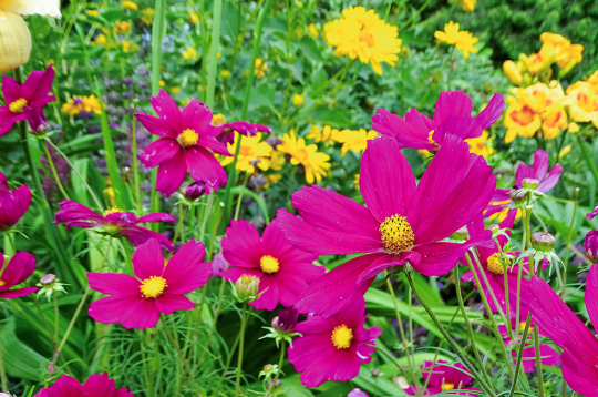 Kosmejas zied no vasaras vidus līdz pat rudenim.