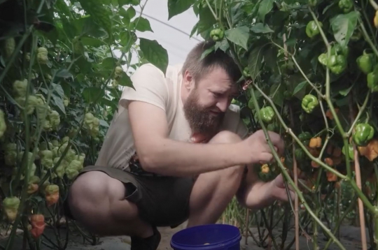 Jāņa Sviļa vaļasprieks – aso piparu audzēšana un dažādu produktu gatavošana – jau pāris gadus kļuvis arī par viņa pamatdarbu.