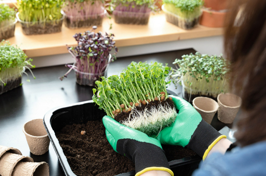 Mikrozaļumi viskraukšķīgākie ir, kad izauguši 5–7 cm gari.