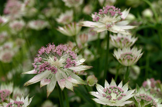 Astrancija. Astrancija.