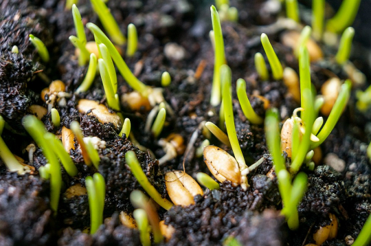 Vienas graudu šķirnes izveidei vajag 10 līdz 12 gadus, kopējiem naudas ieguldījumiem sasniedzot vienu miljonu eiro. Vienas graudu šķirnes izveidei vajag 10 līdz 12 gadus, kopējiem naudas ieguldījumiem sasniedzot vienu miljonu eiro.
