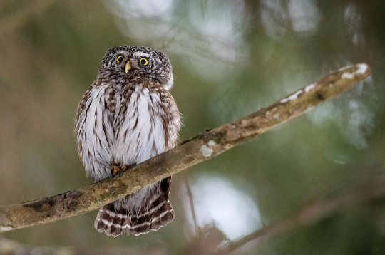 Latvijas mazākā pūce apodziņš ir mājas strazda lielumā. Atšķirībā no citām pūcēm tas medī krēslas stundās un dažkārt novērojams arī pie putnu barotavām. Latvijas mazākā pūce apodziņš ir mājas strazda lielumā. Atšķirībā no citām pūcēm tas medī krēslas stundās un dažkārt novērojams arī pie putnu barotavām.