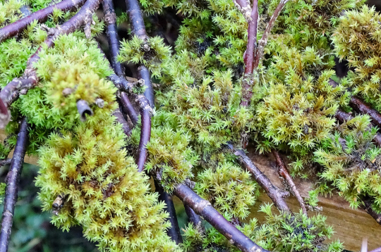 Spēcīgi saauguši ķērpji un sūnas traucē pumpuru attīstību.