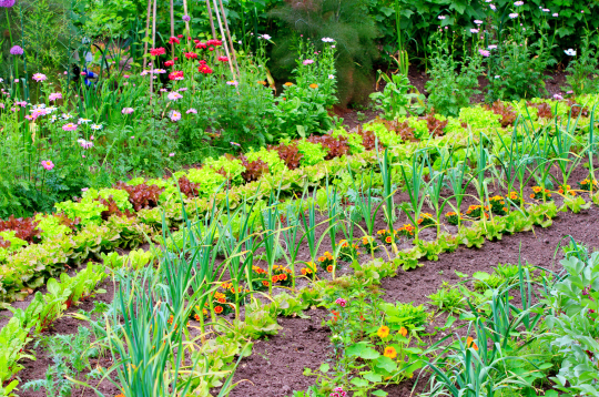 Pareizi ievērots attālums starp augiem ne tikai veicina veselīgu augšanu un ražas kvalitāti, bet ir arī viena no vienkāršākajām un dabiskākajām profilakses metodēm, kas palīdz novērst slimību un kaitēkļu uzliesmojumu. 