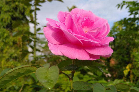 Augi aizsargājas pret slimībām un kaitēkļiem ne tikai ar audzētāja izvēlētajām metodēm, bet arī ar to, kādi gēni tiek pārmantoti.