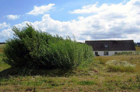 Privātmāja Dānijā ar kārklu vītolu stādījumiem notekūdeņu attīrīšanai. Privātmāja Dānijā ar kārklu vītolu stādījumiem notekūdeņu attīrīšanai.