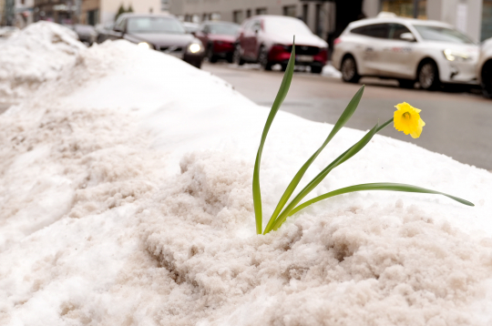 Narcise sniegā, atkusnis.