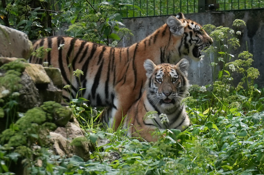 Amūras tīģeri. Ilustratīvs attēls.