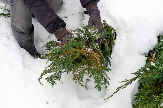 Ja zari joprojām nospiesti ar sniegu, vēlams to uzmanīgi nokratīt, lai novērstu turpmāku lūšanu.