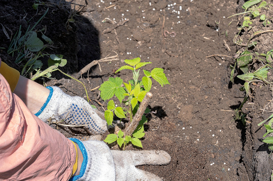 Rudens avenes vislabāk pārstādīt agri pavasarī.
