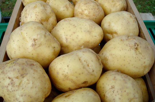 Šķirnei ‘Rigonda’ ir zems cietes saturs.