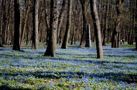 Zilsniedzītes Lielajos kapos, pavasaris.