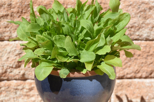 Skābenes var audzēt arī podos.