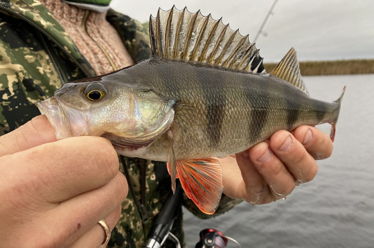 Daudzi pamanījuši, ka zivis kļūst arvien piesardzīgākas, tādēļ arī makšķerniekam jābūt vērīgam, jādomā līdzi un jāpielāgojas apstākļiem.