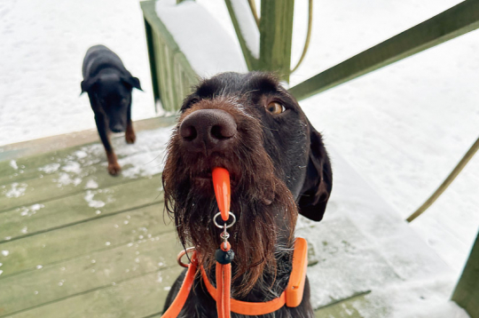 Tālvadības pults medību sunim.