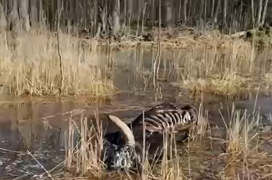 Dunduru pļavās aculiecinieki saskaitījuši ap 40 bojāgājušo dzīvnieku ķermeņus.