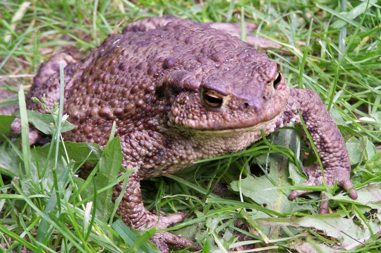 Pret krupi, iespējams, daudzi izjūt nepatiku "kraupainā" izskata dēļ, taču tas ir ļoti noderīgs dzīvnieks, jo īpaši dārzkopjiem, iznīcinot lielu daudzumu kaitēkļu.