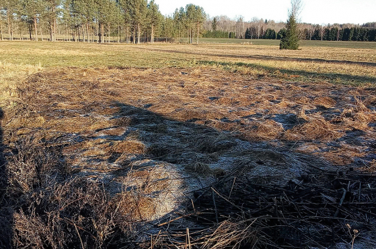 Ziemā dārza dobes apklātas ar sienu, lapām un veco zāli. Ziemā dārza dobes apklātas ar sienu, lapām un veco zāli.