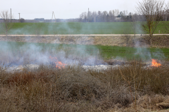 Degoša pērnā zāle.