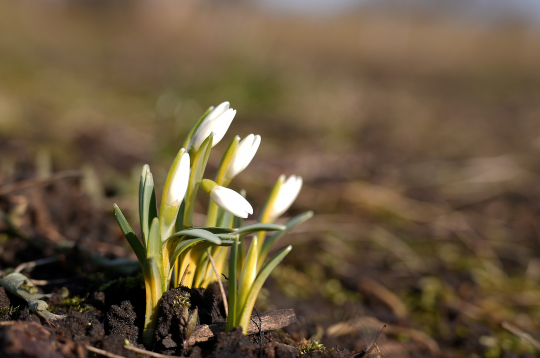 Sniegpulkstenītes. Pavasaris.