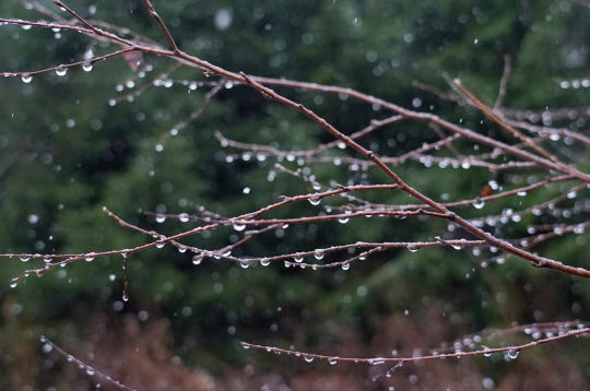 Koka zars ar lietus lāsēm.