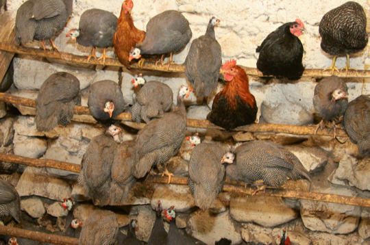 Interese par dažādu sugu mājputnu audzēšanu Latvijā ik gadu pieaug – šī gada sākumā reģistrēto putnu skaits jau pārsniedzis sešarpus miljonus.