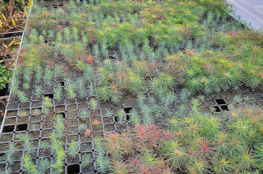 Daļēji ar zāles granulām aizstātajā substrātā izmēģinājumos audzēs bērza, priedes un egles stādus.