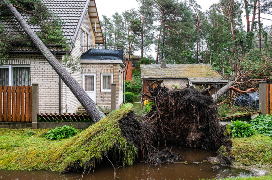 Pirms ķeras pie zāģa, jānovērtē koka suga, jāizmēra tā apkārtmērs un jāapzina koka atrašanās vieta, kas ļaus izdarīt secinājumus par tālākajām darbībām