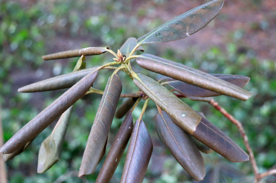Saules apdegumi visbiežāk novērojami atklātās vietās augošiem mūžzaļajiem rododendriem. 