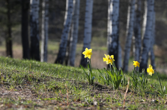 Pavasaris. Narcises lauku ainavā.