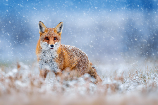 Lapsas ir ļoti gudras un vērīgas. Ir jābūt piesardzīgākam un atjautīgākam, lai to nomedītu.