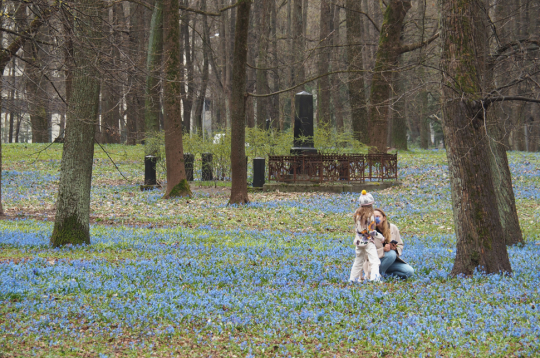 Rīgas Lielajos kapos
pavasaris atnāk ar savu vienkāršo, dabisko rotu – zilziedītēm.