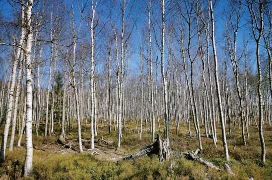 Kūdras ieguves vieta.