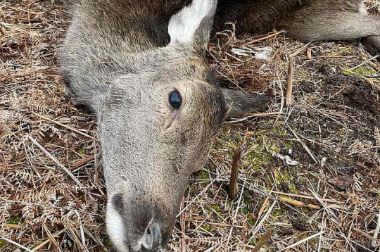 2023./2024. gada sezonā tika nomedīti gandrīz 25 tūkstoši staltbriežu, nākamajā sezonā jau ap 29,5 tūkstošiem, bet šajā sezonā skaits tuvojas 30 tūkstošiem. Tas nozīmē, ka populācijas samazināšana jau notiek. Taču medību saimniecība nav lielveikals, kur vienā brīdī var "izpirkt" populāciju – tai ir būtiska inerce.