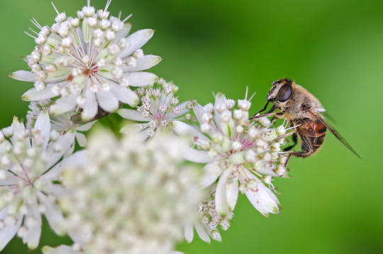 Lielā zvaigznīte ‘Alba’ (Astrantia major ‘Alba’)