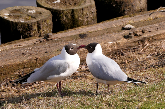Kaijas pavasarī. Kaijas pavasarī.