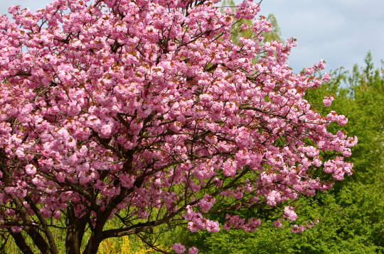 Ābele ‘Ola’ (Malus ‘Ola’)