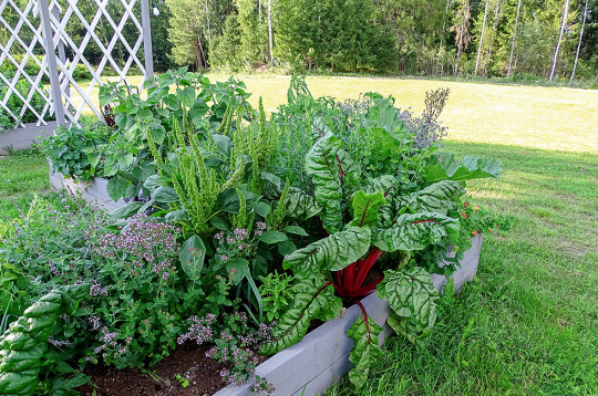 Mangolds augstajā dobē. Mangolds augstajā dobē.