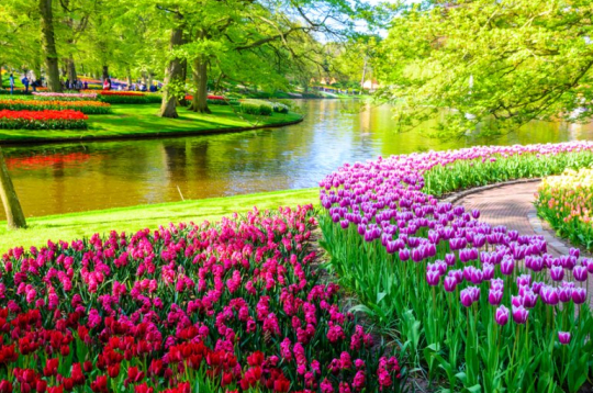 Keukenhofas dārzā.