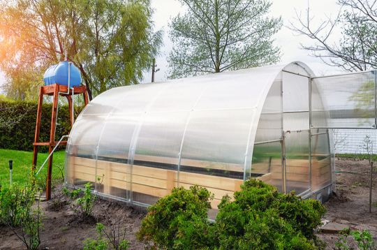 Lai atvieglotu augu laistīšanu siltumnīcā, augu mājā var ierīkot pilienlaistīšanas sistēmu. Lai atvieglotu augu laistīšanu siltumnīcā, augu mājā var ierīkot pilienlaistīšanas sistēmu.