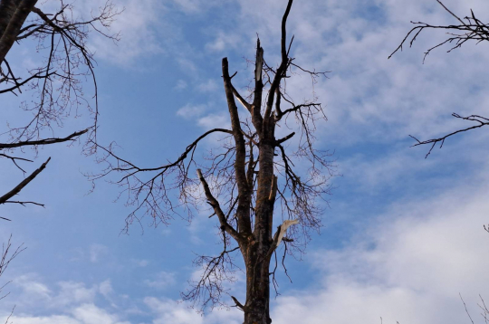 Sekas pēc drona nogāšanās Krāslavas novadā.