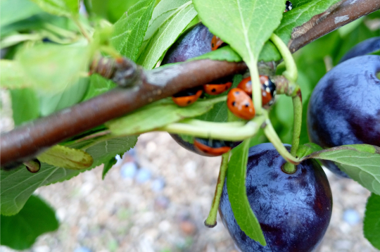 Mārītes lielā skaitā uz plūmes zariem.