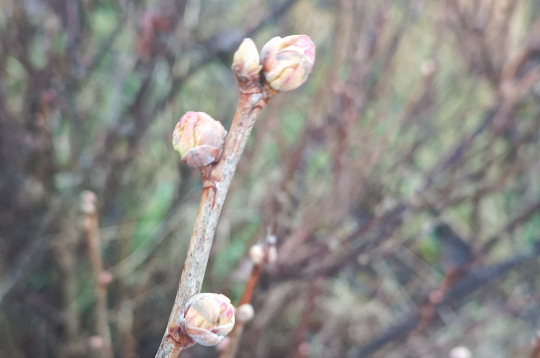 Upeņu pumpuru ērces inficētie pumpuri ir piebrieduši un tie ir jānoņem, pirms ērces izlien ārā no pumpura.