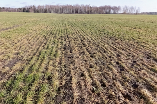 Pirmā pavasara slimība – sniega pelējums – aprīlī būs jau aizmirsusies – vai nu augi gājuši bojā, vai arī atmirušo lapu slānim sprauksies cauri dzīvotgriboši asni. Pirmā pavasara slimība – sniega pelējums – aprīlī būs jau aizmirsusies – vai nu augi gājuši bojā, vai arī atmirušo lapu slānim sprauksies cauri dzīvotgriboši asni.