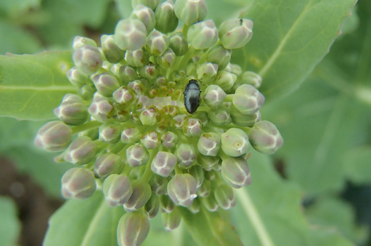 Lai konstatētu pirmo krustziežu spīduļa parādīšanos un tā intensitāti, rapša sējumos var izvietot dzeltenos līmes vairogus vai dzeltenos Moerikes traukus ar ūdeni, tam pievienojot pilienu trauku mazgājamā līdzekļa kā virsmas aktīvo vielu.