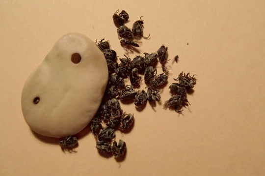 Pupu sēklgrauzim nonākt jaunajā pavasara sējumā gandrīz vienmēr palīdzīgu roku sniedzis pats saimnieks – gan sējot pārāk tuvu pērnā gada laukam, kur bijušas pupas, gan izmantojot sēklas materiālu ar labi redzamiem pelēkiem aplīšiem, no kuriem uz lauka izlido vaboles.