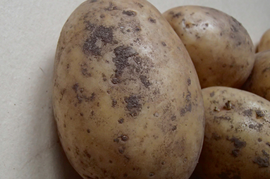 Iestādot ar melno kraupi klātus bumbuļus, sevišķi nelabvēlīgos augšanas apstākļos (neiesilušas, aukstas un pārlieku dziļas vagas), var iegūt retāk sadīgušu kartupeļu lauku, jo dīgstam no sēklas bumbuļa līdz augsnes virskārtai attīstīsies asnu nekroze jeb dīgstu puve.