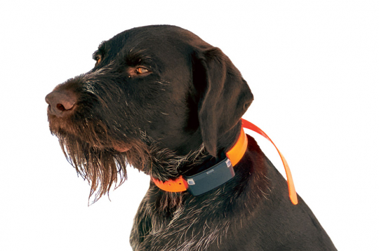 Garmin Alpha LTE lielam sunim.