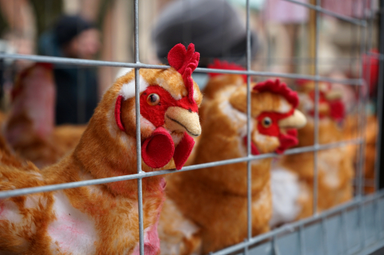 Pie Saeimas dzīvnieku aizsardzības organizācija "Dzīvnieku brīvība" rīko piketu, aicinot deputātus atkārtoti iesniegt un virzīt likumprojektu par aizliegumu turēt dējējvistas industriālajos sprostos Latvijā.